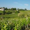 Podgoria Aradului. Nouă primării din județ și producătorii de vin vor să se unească pentru promovarea turistică