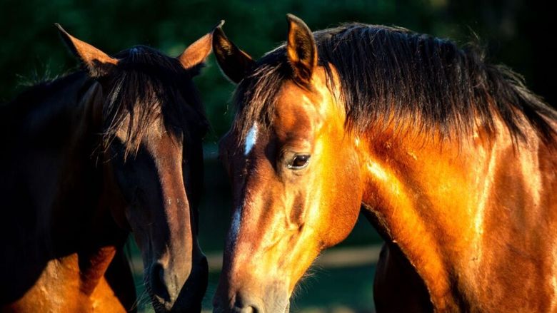 Italia vrea să interzică prin lege consumul de carne de cal și să declare cabalinele animale de companie. Propunerea legislativă are susținere mixtă și este în dezbatere la senat