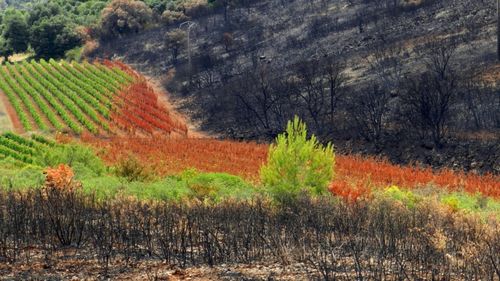 Guvernul francez alocă 8 milioane de euro pentru podgoriile din Aude devastate de incendii / Măsuri fiscale și sprijin rapid pentru viticultori