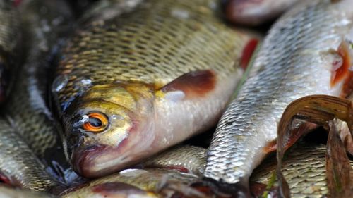 Din 9 aprilie începe prohibiţia pescuitului la şalău şi biban/ În Deltă, în această perioadă este interzis şi pescuitul ştiucii, iar pe data de 31 martie începe prohibiţia la scrumbie şi rizeafcă