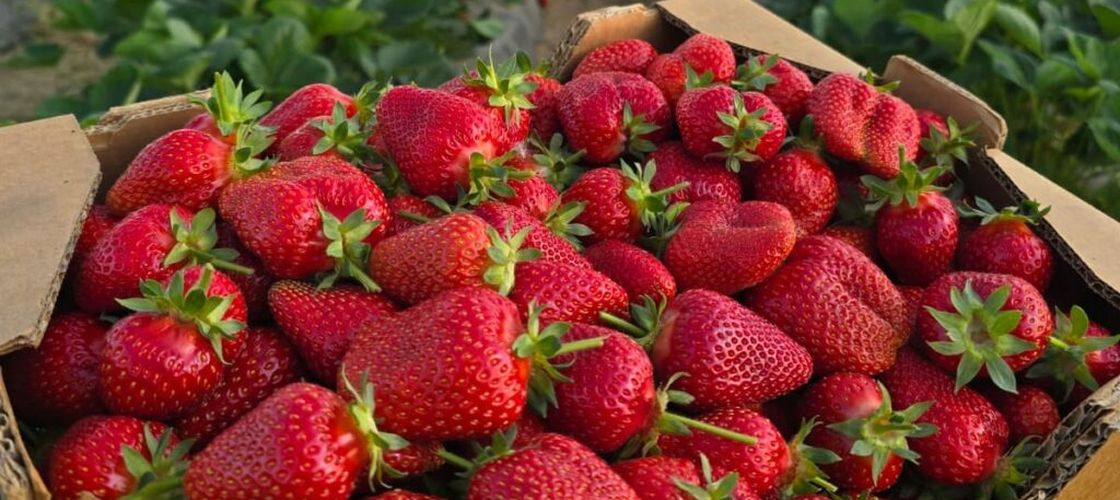 RAPORT Pesticide Action Network | Top 4 fructe care conțin cele mai multe pesticide/ PAN: Fiecare pesticid în parte este sigur, dar împreună dau un „cocktail” periculos. Copiii sunt cei mai afectați