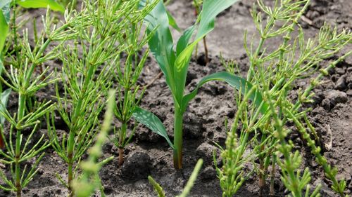 Buruienile consumă mai mulți nutrienți decât porumbul și reduc drastic rezerva de apă din sol / Competitorii invizibili compromit randamentul culturilor