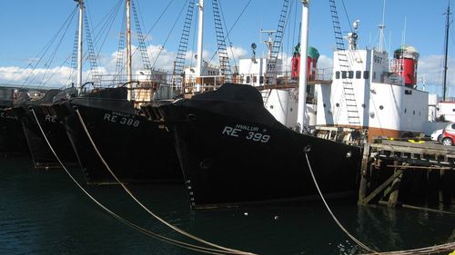 Islanda autorizează vânătoarea a 128 de balene pentru sezonul 2024 / Cea mai mare parte a cărnii este exportată în Japonia