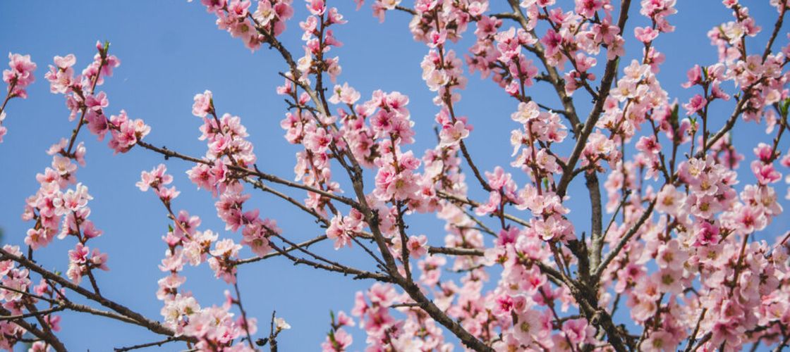 Cireșii japonezi devin subiect de dispută în Coreea de Sud / Autoritățile vor să-i dezrădăcineze