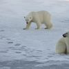 Gripa aviară a fost depistată pentru prima dată la un urs polar în Europa