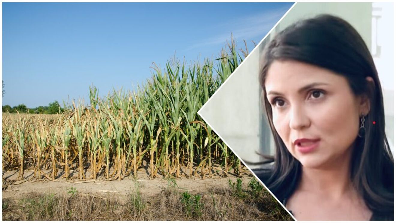 „Cinci ani de foc”: Fermele românești se ofilesc în secetă / Iulia Blagu, fermier: „Pentru agricultura românească, nu se pune problema dacă vom muri, ci când vom muri” - analiză AFP