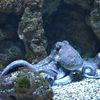 O nouă specie de caracatiță albastră a fost descoperită în apropierea arhipelagului Galapagos