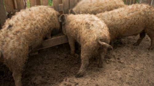Ajutor de minimis pentru crescătorii de porci Bazna și Mangalița / Statul propune un sprijin de 2.300 de lei pentru fiecare scroafă de reproducție