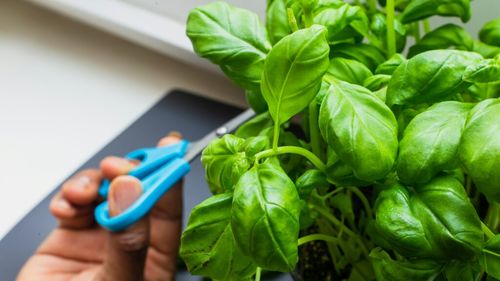 Cum să ai busuioc proaspăt tot timpul, fără să plantezi semințe / Metoda simplă prin care faci plante noi din câteva tulpini, în apă sau în ghiveci