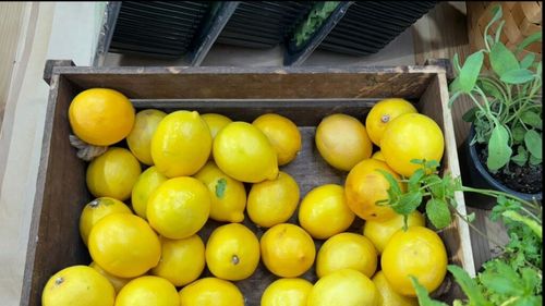 Turcia suspendă temporar exporturile de lămâi, din cauza condiţiilor meteo nefavorabile și a necesităţii de a asigura aprovizionarea pieţei interne