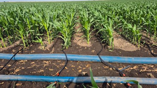 Fermierul Alexandru Chiriță a pornit instalația de irigare prin picurare la porumb / Suprafața totală udată, peste 100 ha / ”În partea asta a județului Călărași nu am avut parte de ploaie, nimic”