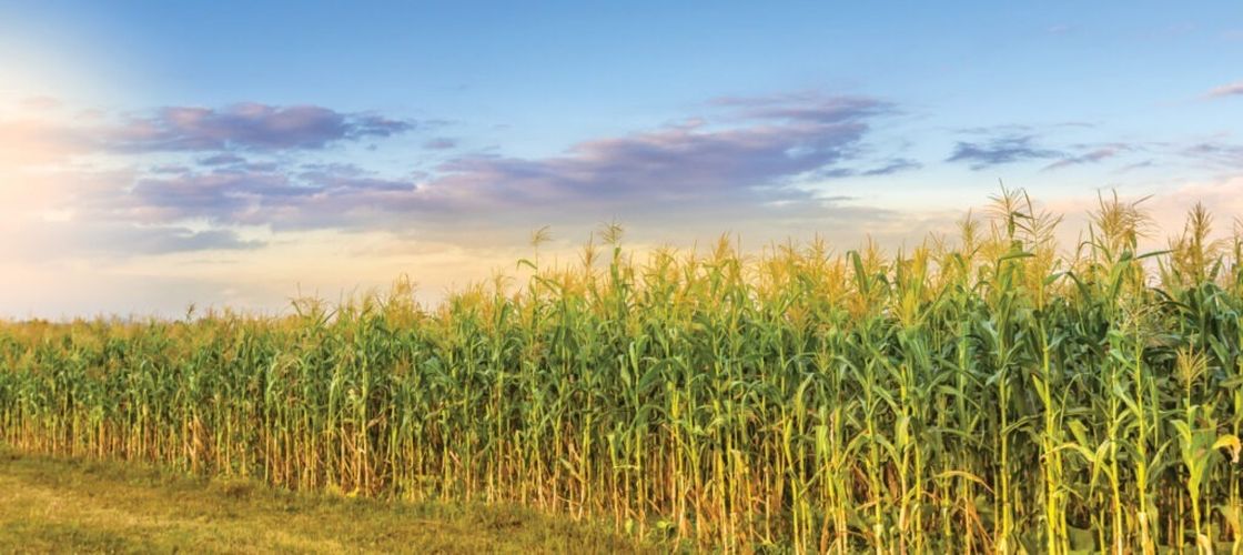 Genetica semințelor a devenit arma secretă a fermierilor în fața secetei și a climei tot mai imprevizibile 