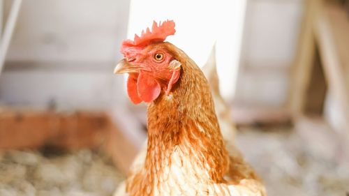 Bacteria din carnea de pui care poate provoca infecții digestive se răspândește tot mai mult / Studiu Oxford: Fermele industriale au accelerat de peste 100 de ori circulația Campylobacter