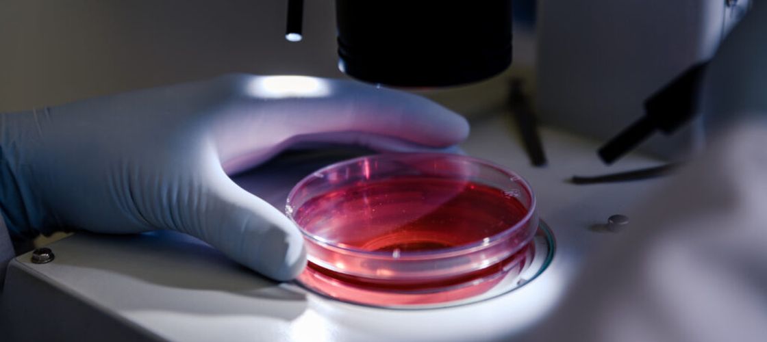 Un virus al ardeiului, transformat într-o unealtă genetică de precizie / Cercetătorii chinezi pot „opri” gene în trei săptămâni / Metoda ar putea accelera studiile pentru soiuri rezistente la boli