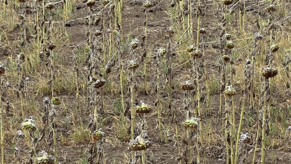 Soluțiile propuse de distribuitorii de fertilizanți și semințe pentru a salva fermierii de la faliment/Propunerile sunt o încercare de evita adoptarea de către guvern a unui proiect de OUG care amână datoriile fermierilor cu mai mult de un an