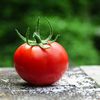Primele amprentări genetice la tomate au fost realizate la Buzău / Cercetătorii vor să creeze o bibliotecă virtuală pentru protejarea soiurilor românești