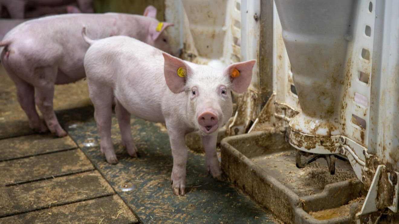 Sacrificările de porci și bovine au crescut în România. Ce s-a întâmplat cu păsările, oile și caprele