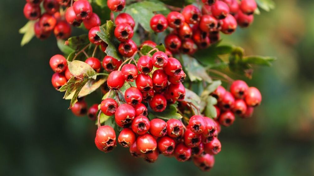 „Ceaiuri românești”: Ceaiul de păducel scade tensiunea și ajută inima dar trebuie consumat sub îndrumarea medicului