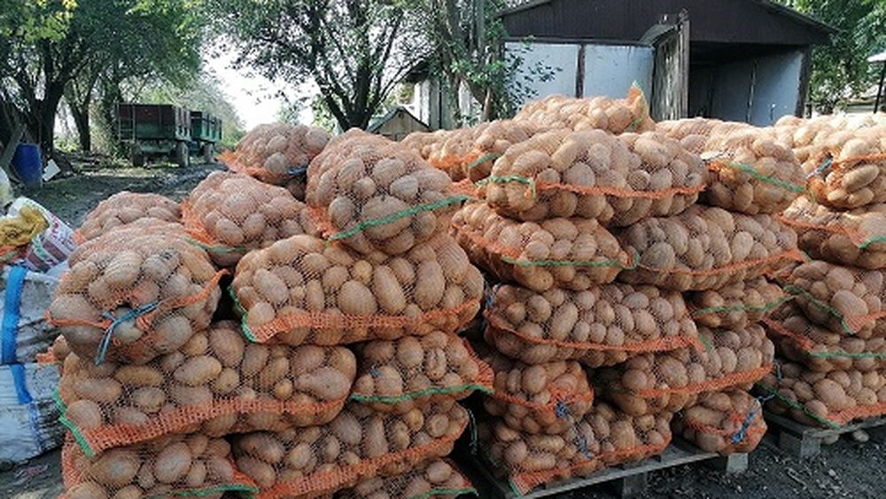 Piața cartofilor: pandemia covid - 19 a cauzat scăderi drastice ale prețurilor de livrare de la poarta fermei
