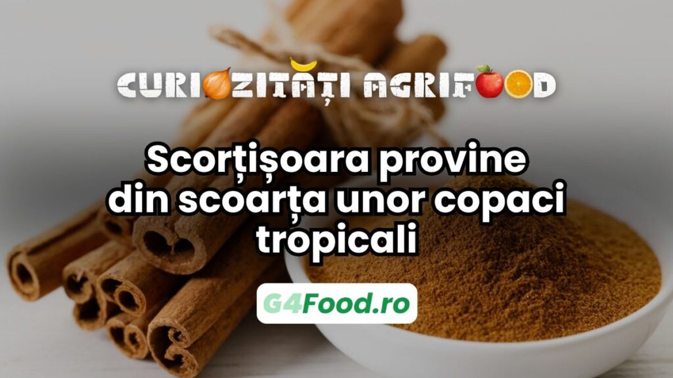 Curiozitate agri-food:  Scorțișoara provine din scoarța unor copaci tropicali / Are arome intense și beneficii pentru sănătate