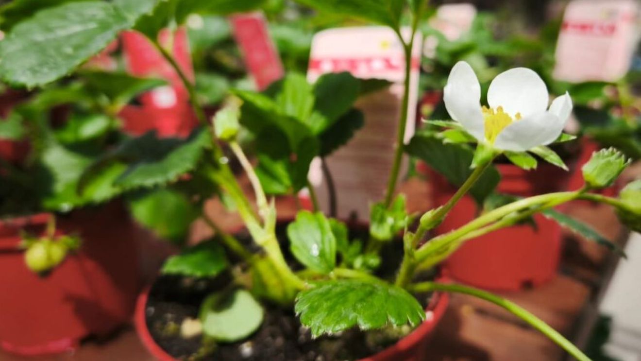 VIDEO | Plante și răsaduri pentru grădină sau balcon într-un magazin specializat din Spania/ De la căpșuni de diferite soiuri la lămâi, kiwi sau smochini