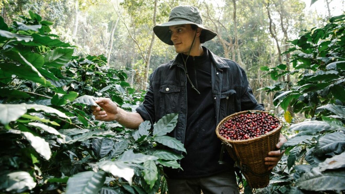Cafeaua, de pe plantație la noi în ceașcă/ Istoria unei familii de columbieni cultivatori de cafea VIDEO