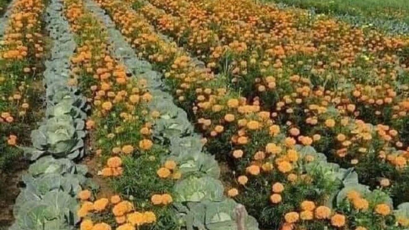 Ce sunt „plantele companion”, florile care protejează legumele în grădină/Cum să le asociezi