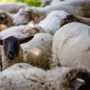 O fermă privată refuză să plătească incinerarea animalelor / CJ Timiș cere Guvernului să schimbe regulile