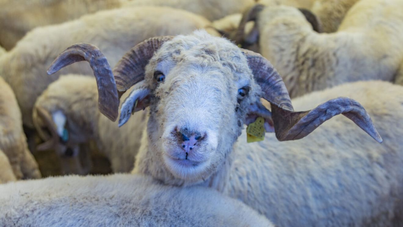 Zeci de rase de animale, demonstrații de cai și concursuri între fermieri, la Festivalul Crescătorilor de Oi din Bulgaria