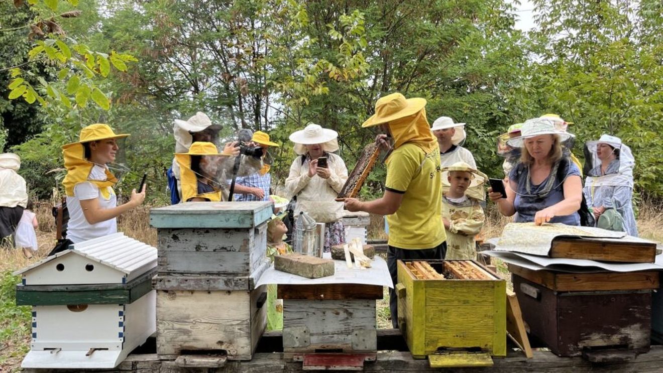 Timișoara dezvoltă două grădini urbane pentru albine/ Asociația GreenFeel a lansat proiectul „Permacultură Vie: grădini urbane pentru polenizatori și biodiversitate”