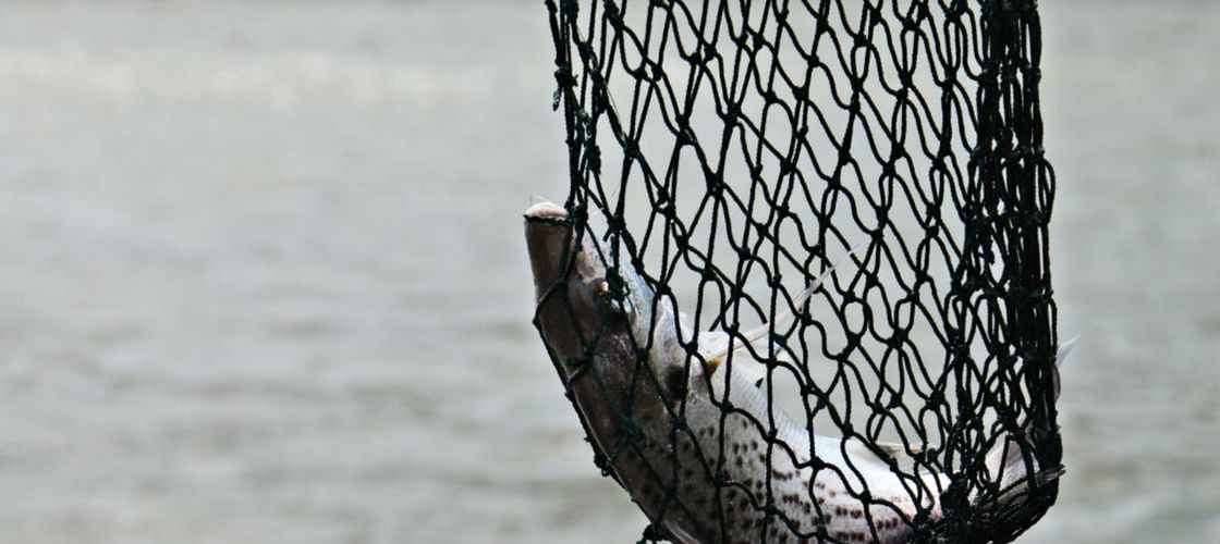 Cinci sturioni salvați din plase ilegale, în Marea Neagră. Polițiștii caută autorii braconajului