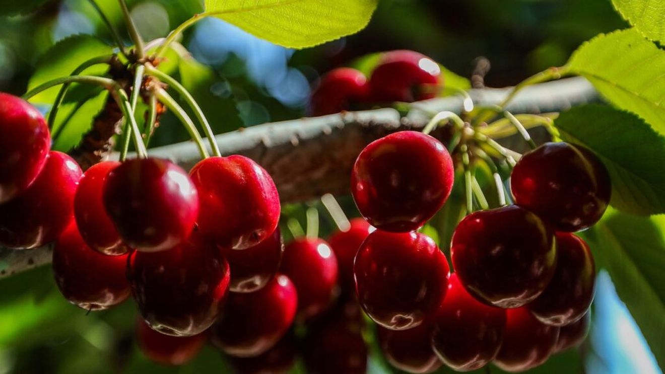 Cultivatorii de cireşe din Chile caută fructul perfect cu care să menţină controlul asupra pieţei chineze