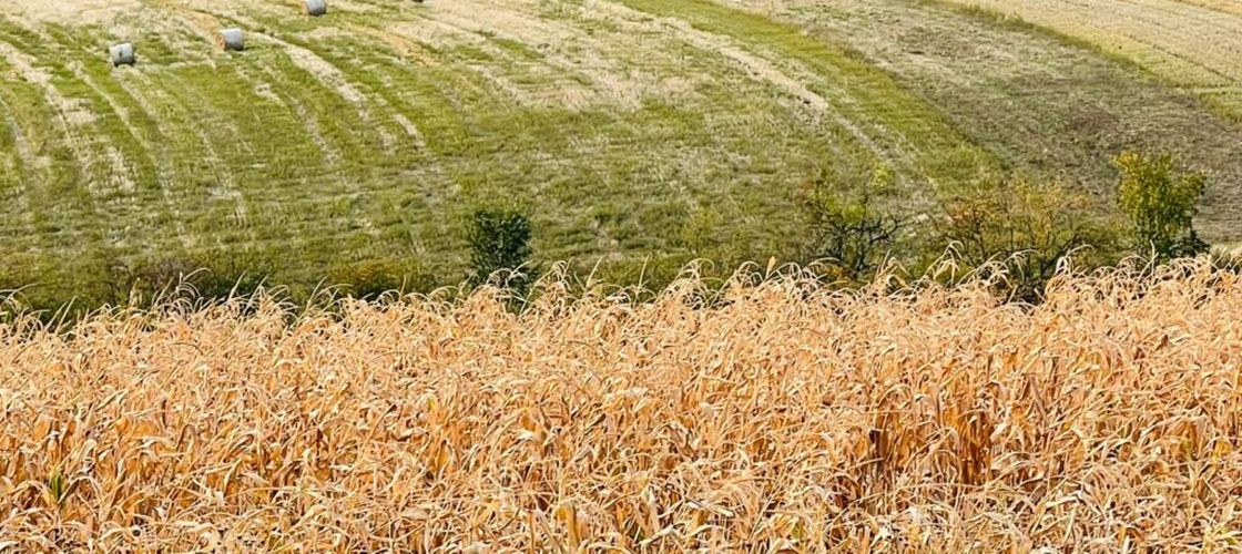 Cum vor fi protejate culturile agricole în viitor: Biopesticidele, inteligența artificială și genetica ar putea reduce dependența de substanțele chimice