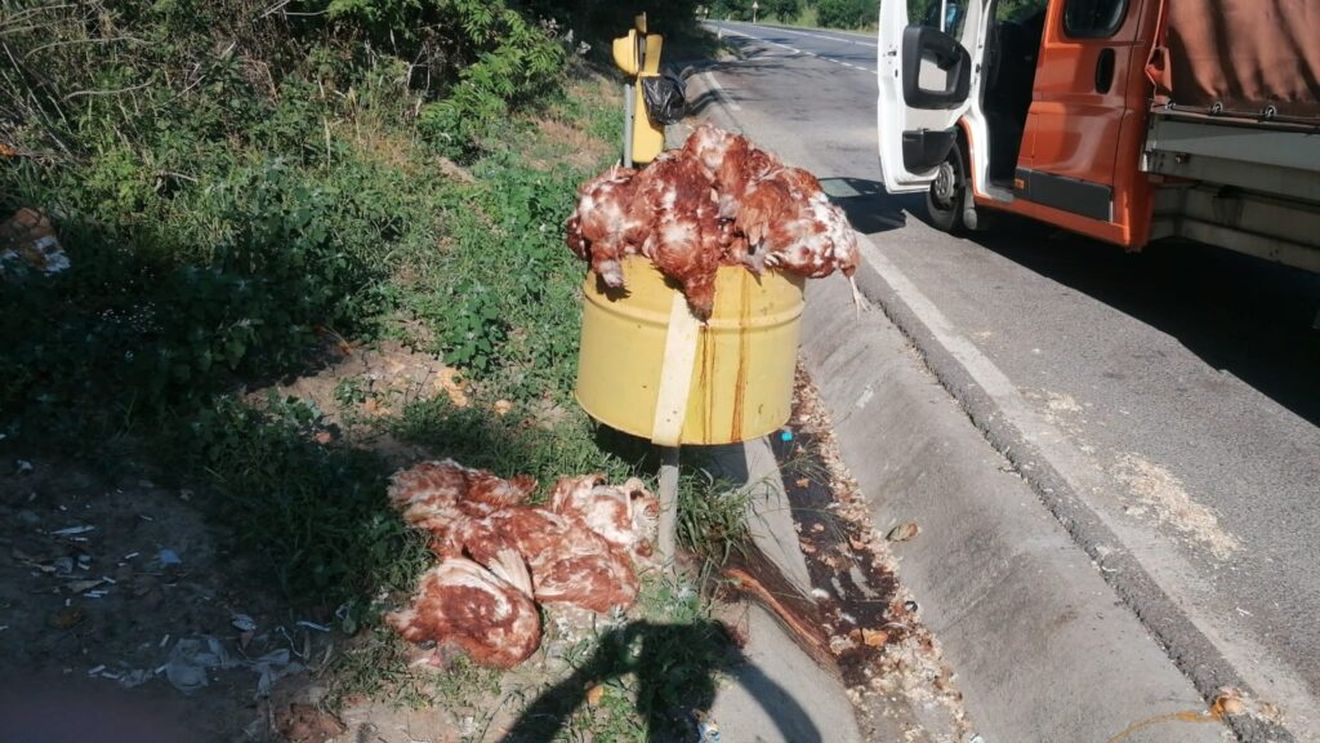 Sute de găini moarte au fost aruncate în mai multe parcări de pe un drum din județul Sibiu / Primar: „O să ne uităm pe camere să vedem cine le-a aruncat”