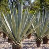 Vinul pierde teren în California / De ce unii viticultori vor să înlocuiască vița-de-vie cu agave
