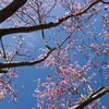 Plantele „își mută” calendarul și în România. Merii și prunii înfloresc cu până la 11 zile mai devreme decât acum 50 de ani