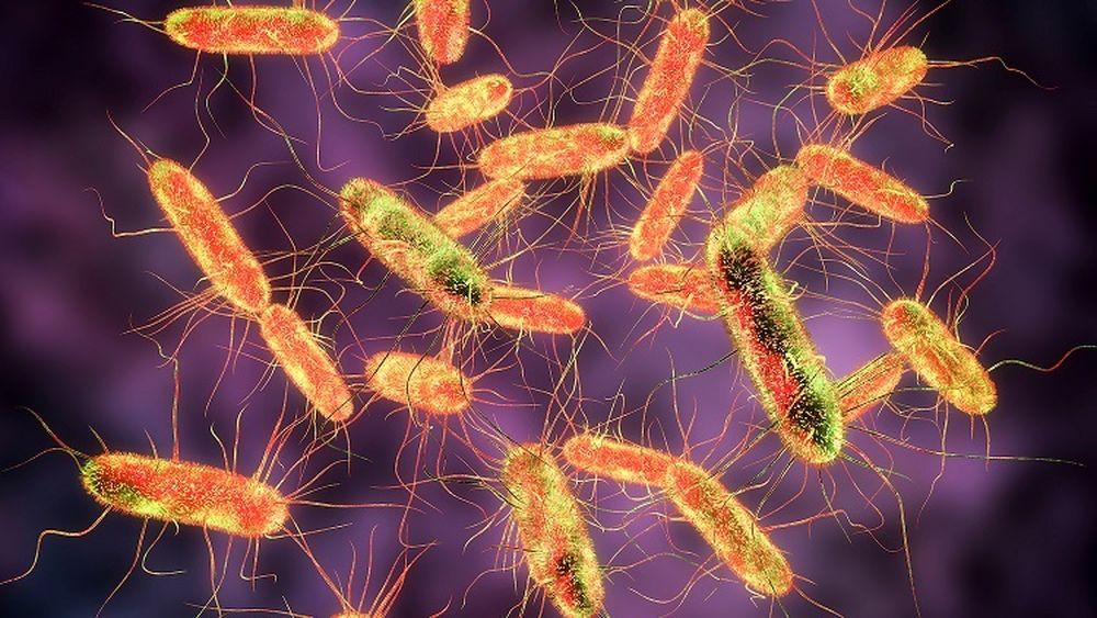 ”Toba de casă” preparată de un procesator din România, cauza unor focare de Salmonella în Irlanda și Marea Britanie, în iulie 2019; ce alte produse din U.E. au fost infestate