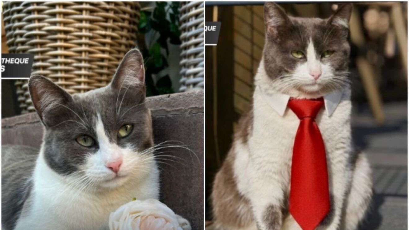 Un restaurant din Pitești a ales o formă neobișnuită de a-și extinde echipa: a „angajat” o pisică