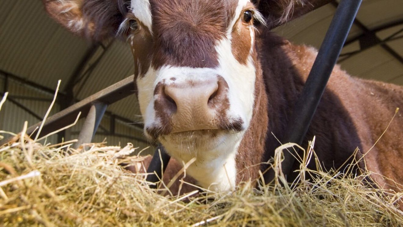 Ediţia din acest an a Salonului Internaţional al Agriculturii de la Paris se va desfășura fără văcuțe / Motivul este apariția mai multor focare de dermatoză nodulară în Franța