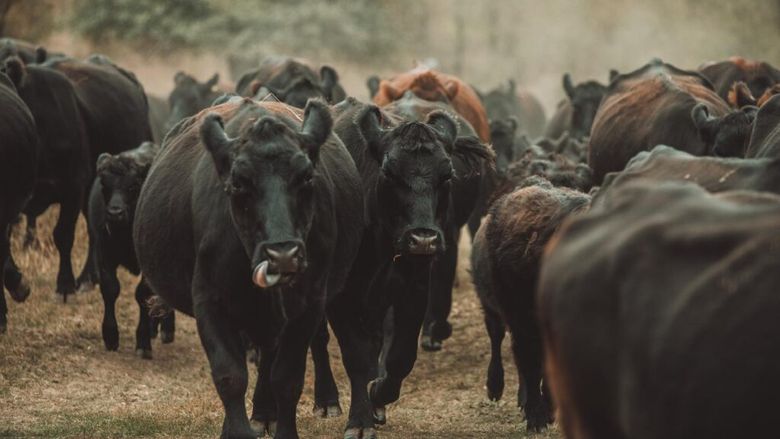 De ce intră oile pe pășune după vaci. Cum funcționează pășunatul regenerativ într-o fermă din România: „Le mutăm pe măsură ce termină iarba”