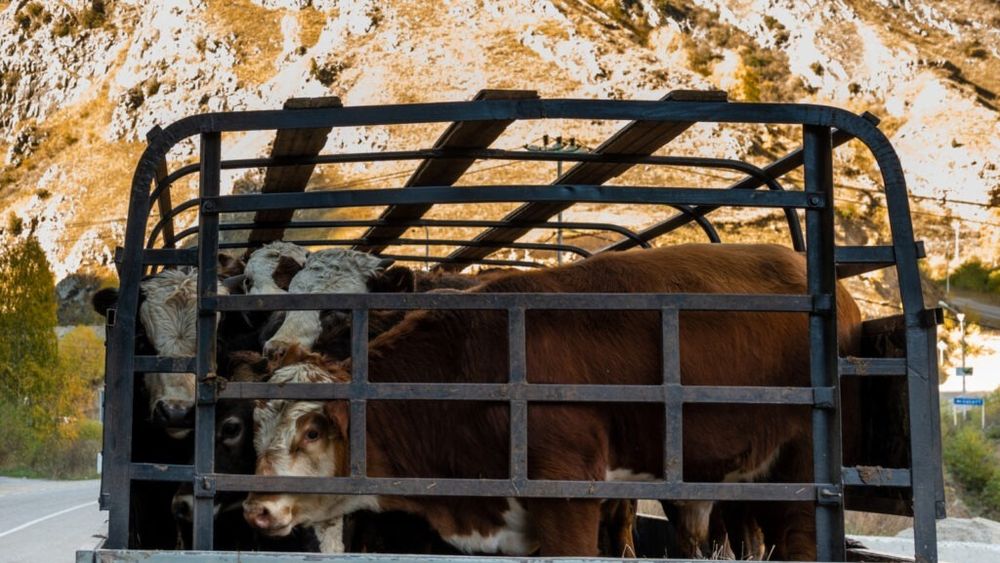 Un camion cu 50 de vaci din România, blocat timp de două săptămâni de vameșii turci / Trei bovine au murit