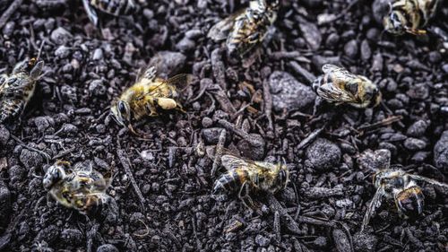 ÎCCJ nu e de acord cu interzicerea neonicotinoidelor. Hotărârea definitivă în favoarea apicultorilor a fost casată. Constantin Dobrescu, vicepreședinte Romapis, pentru G4Food: „Este vorba doar de un mod de a tergiversa aplicarea unei hotărâri judecătorești”