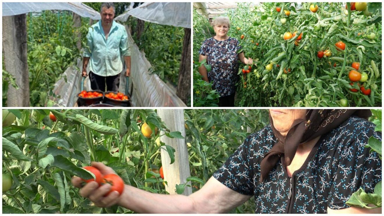 O familie invită oamenii să își culeagă singuri roșii „nestropite” din solarele lor din Colibași / Tendința, cauzată parțial de lipsa forței de muncă