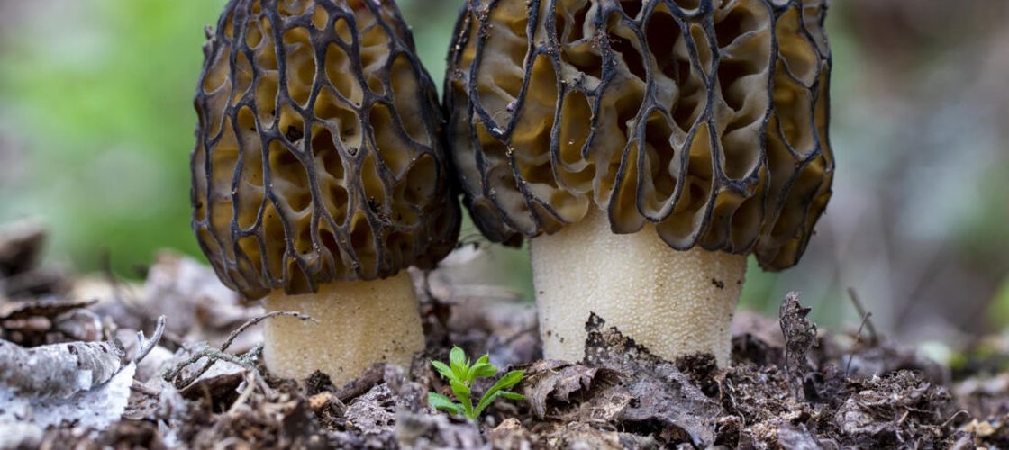 Ce trebuie să știi despre ciupercile de primăvară / Diferența dintre ciupercile de toamnă și cele care apar primele, imediat ce se încălzește vremea