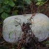 Pepenele de iarnă care poate ajunge la 20 de kilograme și se păstrează luni întregi fără frigider / „Uriașul” cultivat la Buzău