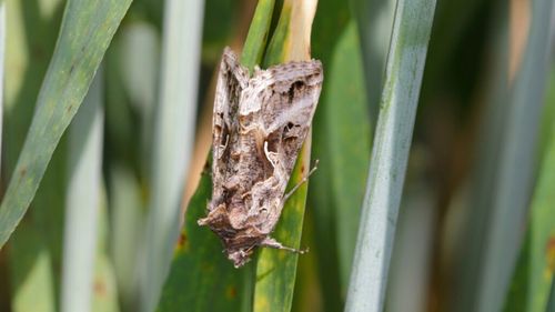 Fluturele migrator „Buha Gamma” ajunge în orașe mari din România / Este dăunător culturilor și imposibil de eradicat cu pesticide