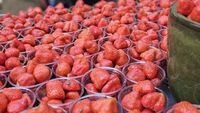 De ce căpșunile din supermarket nu mai au gustul de altădată. Cum au fost sacrificate aroma și dulceața pentru rezistență și transport