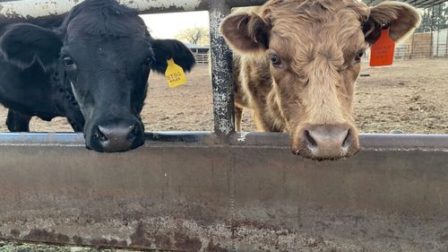 Proprietate faimoasă din Montana, unde un fugar sovietic celebru a locuit în casa de oaspeți, scoasă la vânzare pentru 21,7 milioane de dolari / Ferma găzduiește bovine și o pescărie