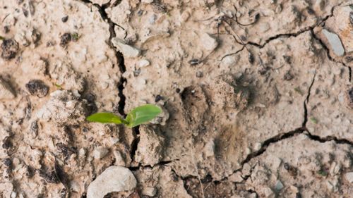 Un „burete” biodegradabil ar putea păstra apa în sol / Un test făcut pe culturile de grâu a arătat că a crescut umiditatea solului și a stimulat activitatea biologică