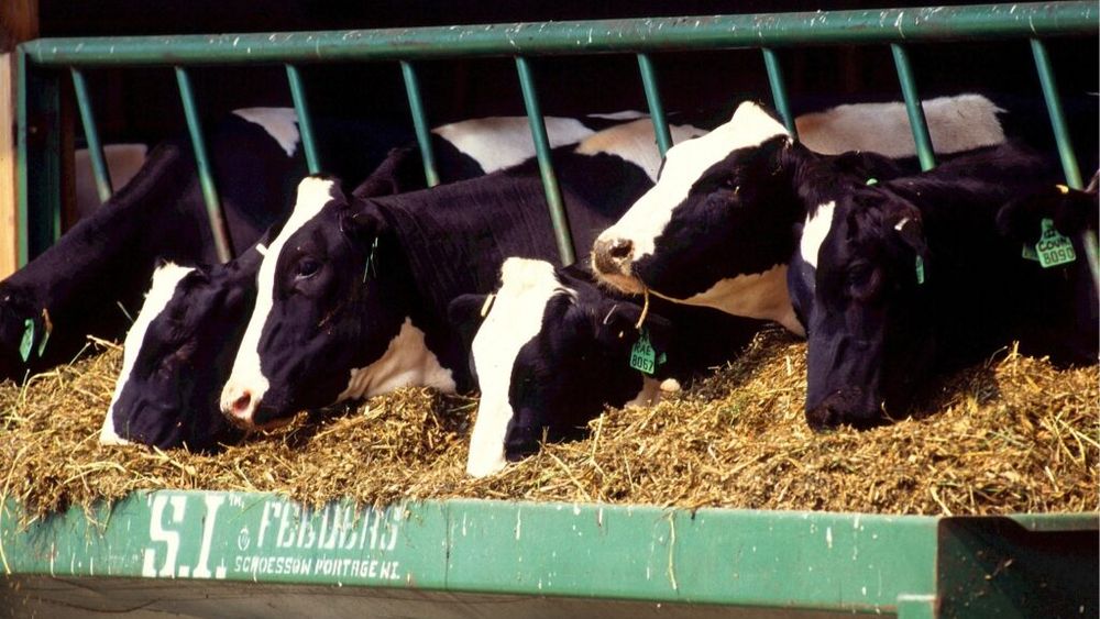 ANALIZĂ | Cum afectează situația din zootehnie legislația privind controlul antibioticelor/ Fermierii reclamă că noile reglementări împiedică aplicarea tratamentelor adecvate și în timp util